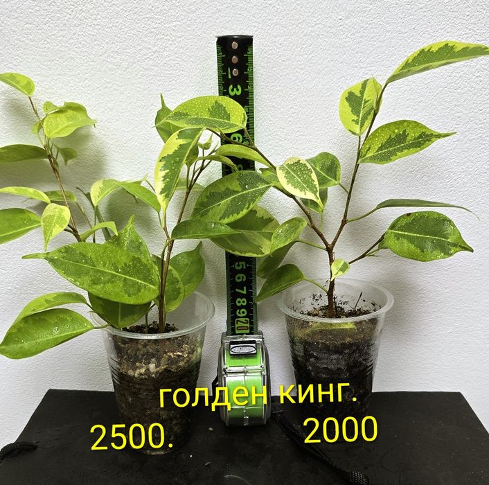 Фикусы разные, прекрасные