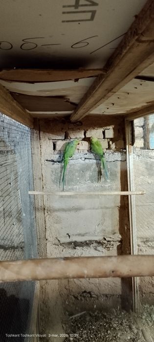Tayyor par bola bermagan hali