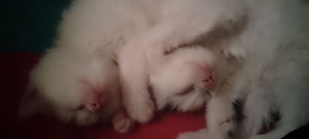 Котята 1.5месяца