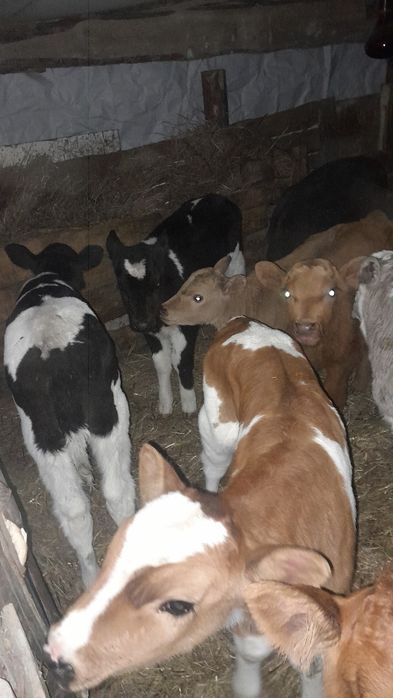 Продам телята  бычки