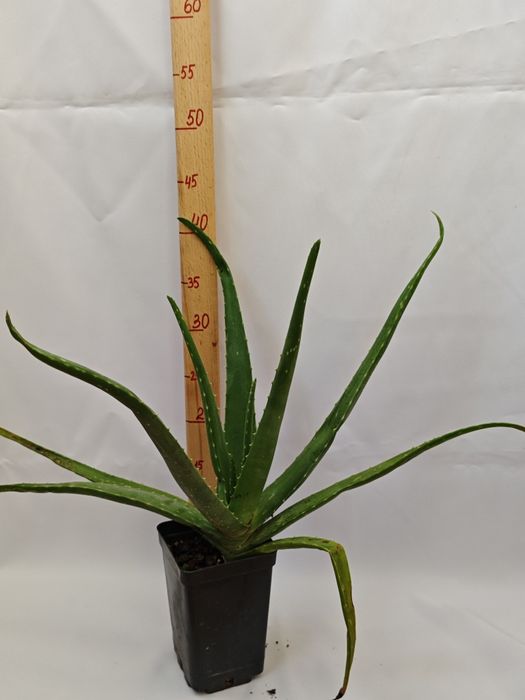 Алоэ комнатное растение