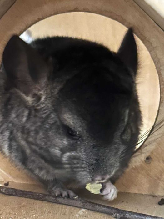 Продам шиншиллу мальчик 2,5 месяца