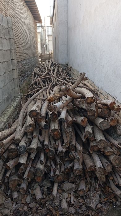 Tol tanasi bor oʻtin quruq   qishga yoqadigan