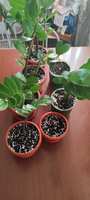 Продам недорого.