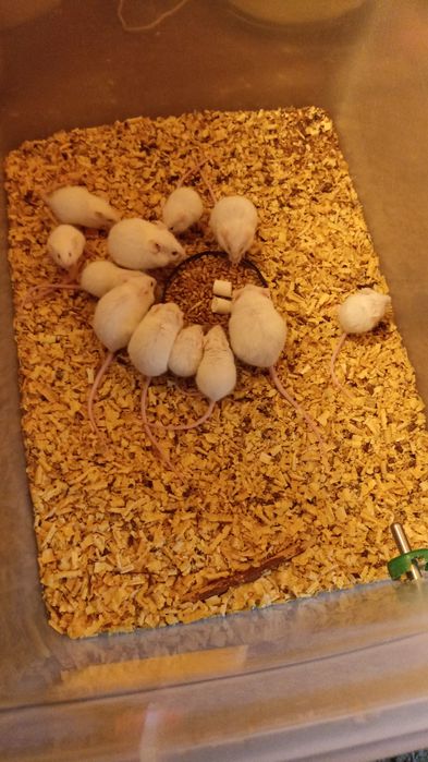 Лабораторные мышы