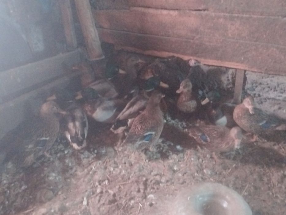 Продам домашних уток