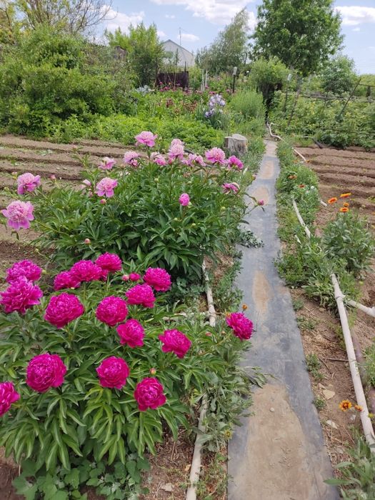 Продам дачу (Медьзаводские дачи)