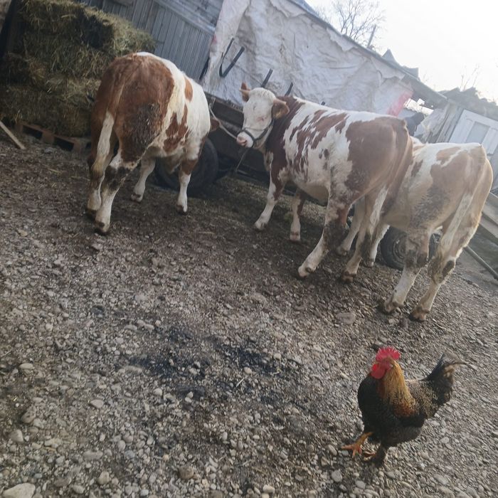 Vând 3 vitele Baltata romaneasca