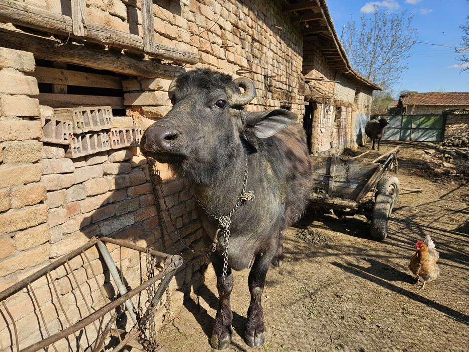 БИВОЛИЦА, на второ теле, на 8 месеца заплодена.