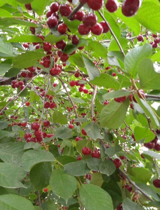 Шипонка продаю свежий,шипонка сотаман,Чирчик