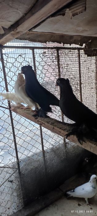 Продаются голуби по 200т.