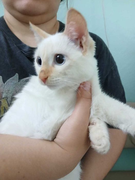 Симпатичные  КОТЯТА