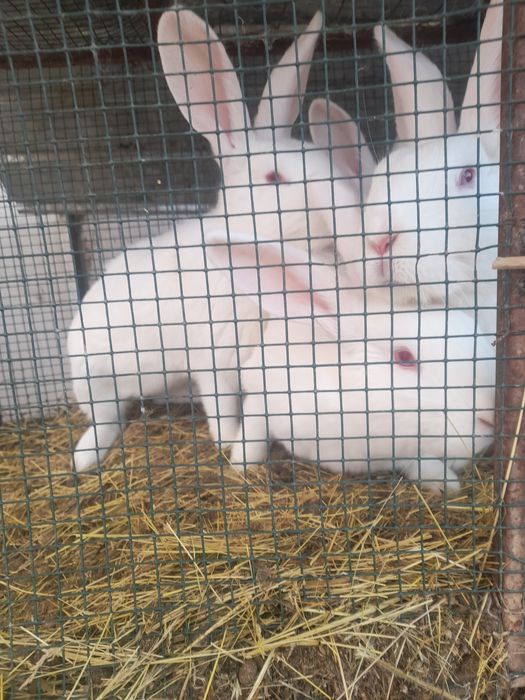 Iepuri.albi iepuroace si iepuroi