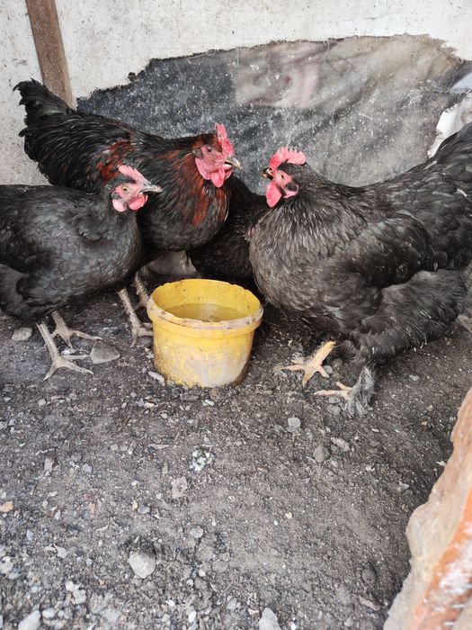 Куры Петух 1+3 Черный