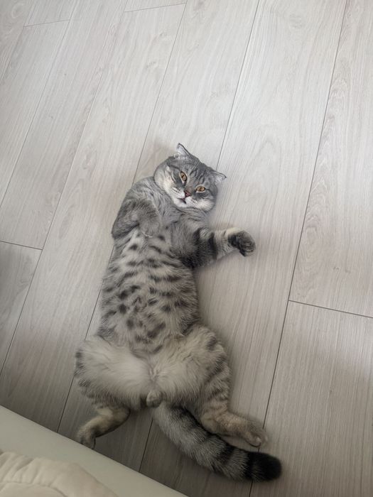 Отдам кота в добрые руки
