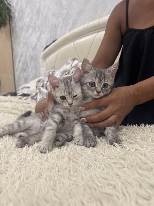 котята шотландские