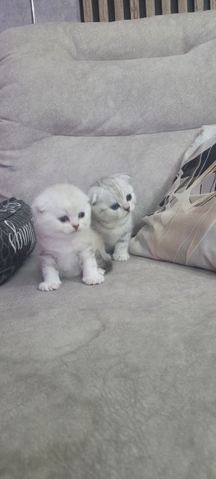 Шотландские котята