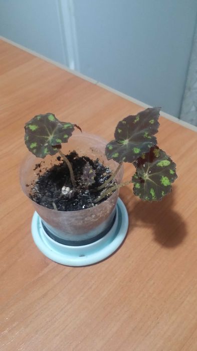 Бегония комнатная