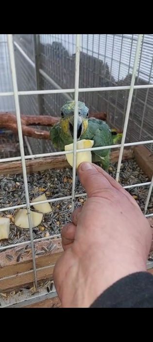 Pui papagal Amazon de vânzare