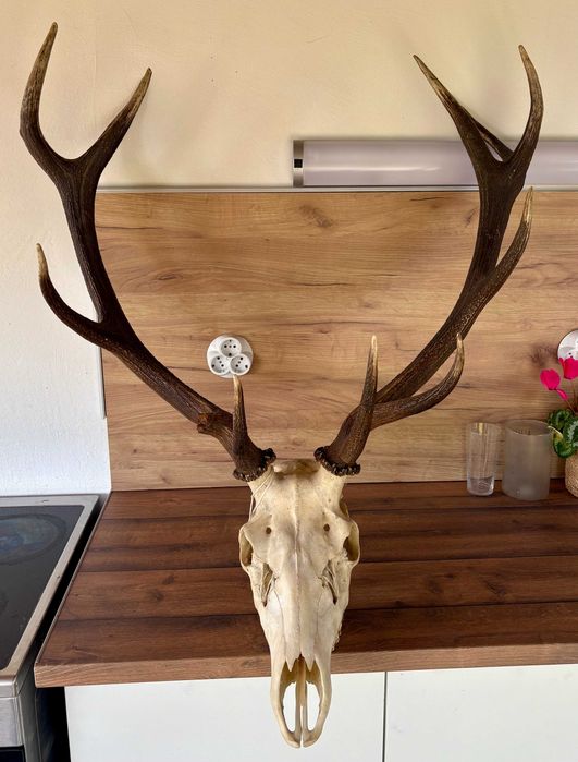 Рога на благороден елен - трофей