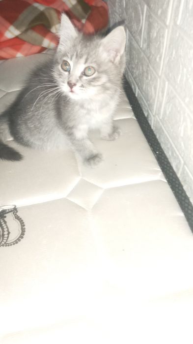 Отдам котёнка бесплатно