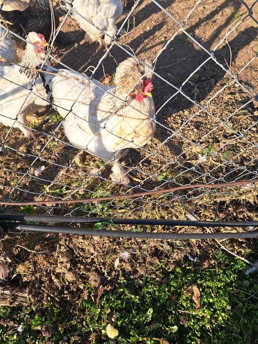 Oua verzi de la gaini Olive Egger