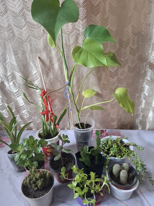 Цветочки комнатные