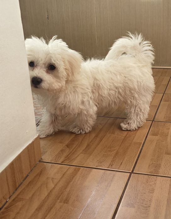 Bichon Maltez,Femelă