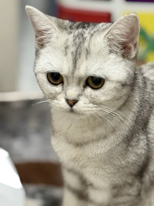 Продаётся красивый котёнок