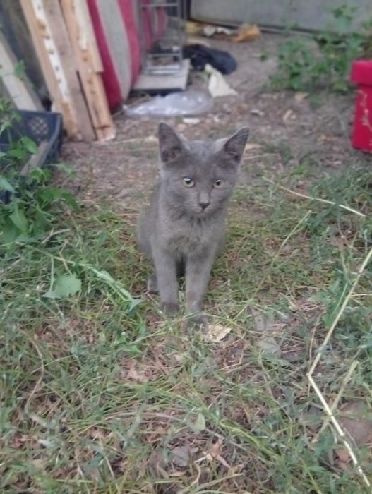 Котята ищут дом.