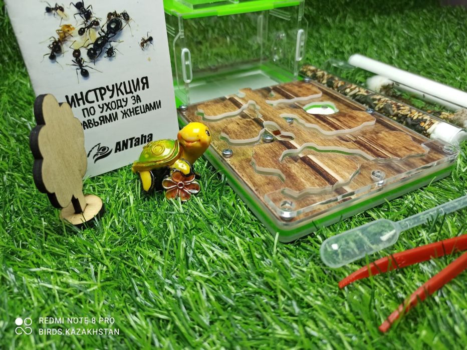 Муравьиная ферма от 5500. В наличии в городе АЛМАТЫ!