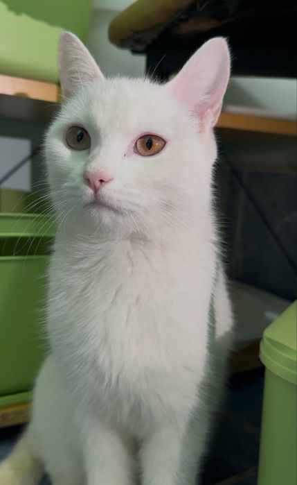 8 месяная кошка ищет дом