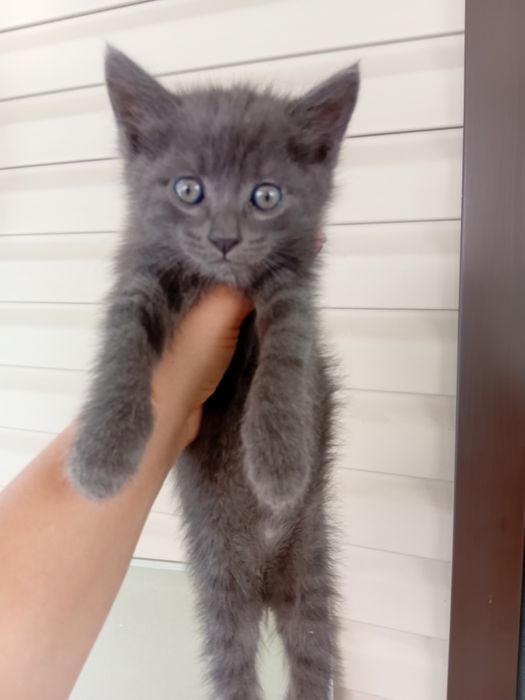 Отдам котят в добрые руки