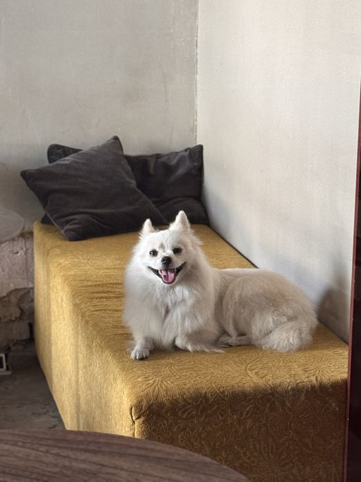 Японский шпиц девочка