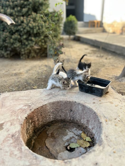Котята бесплатно в добрые руки!