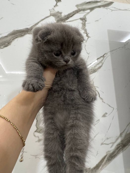 Zoya Berberni kim sikadi?