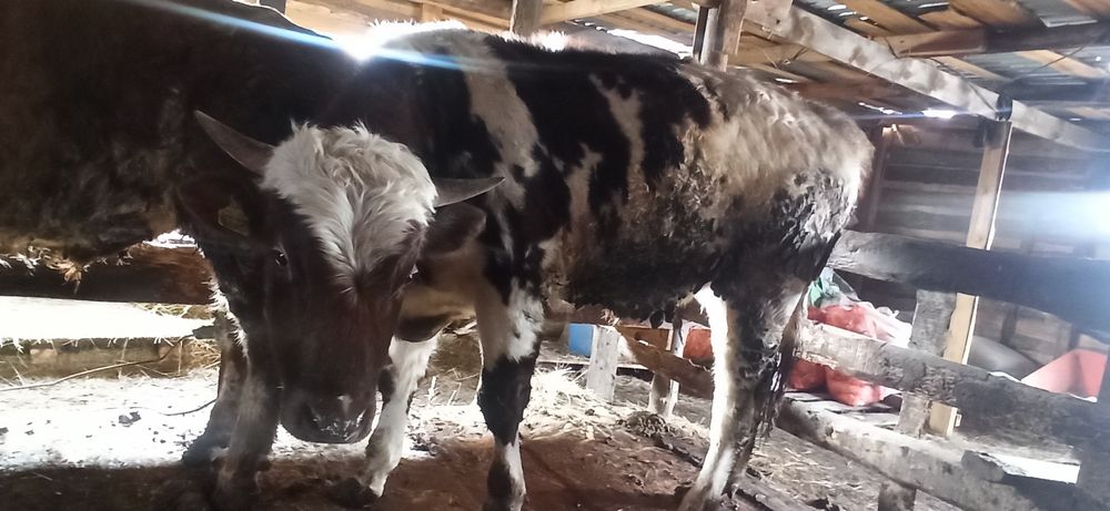 Срочно продам бычка