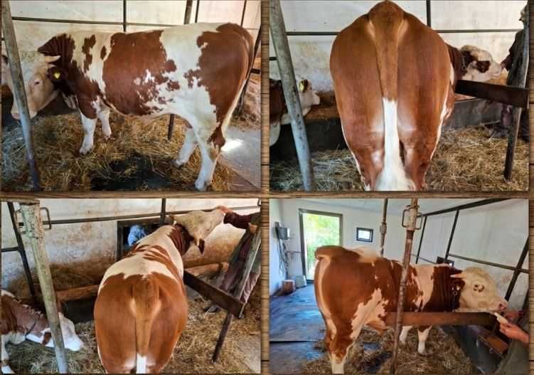 Vand Taur 600 Kg