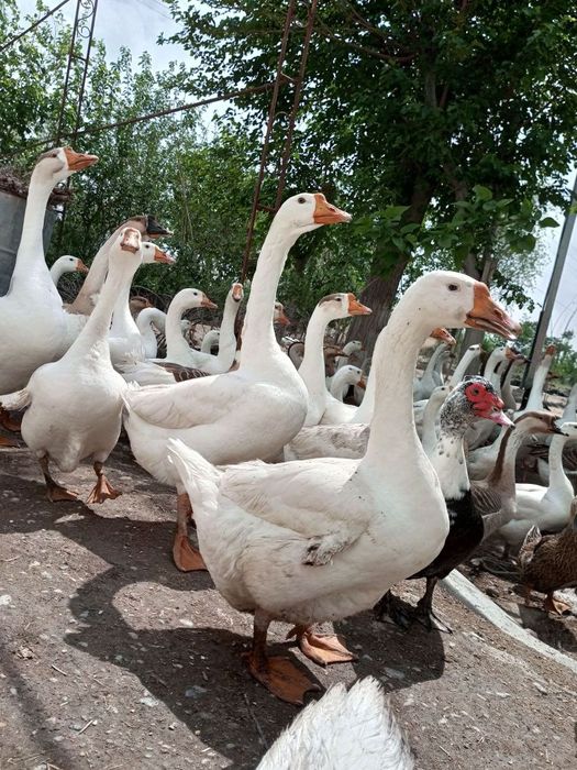 Продажа домашней птицы, а также  яйца