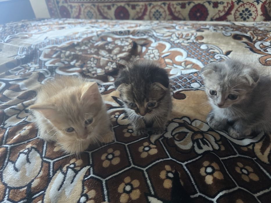 Продам котят, пародистых