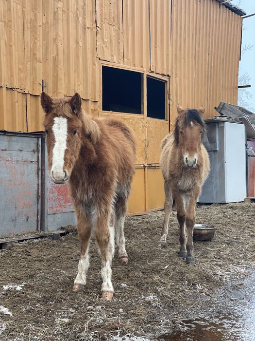Жабагы Лошади Доставка