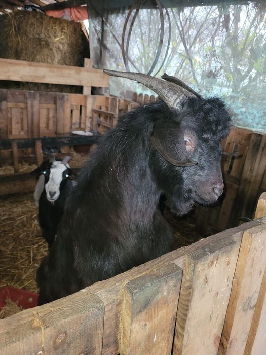 Țap de calitate, 8 luni- Conformație excelentă