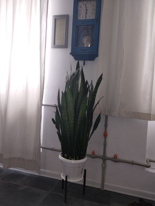 Продам растение Щучий хвост.