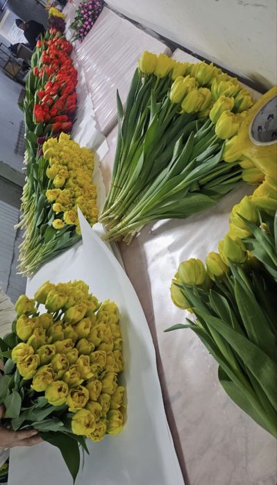 Тюльпаны 700-800 тнг