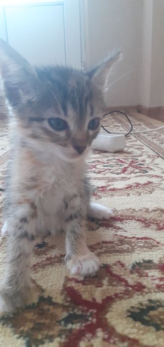 Отдам добрый руки котёнок