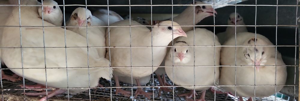 Молодые перепела- несушки