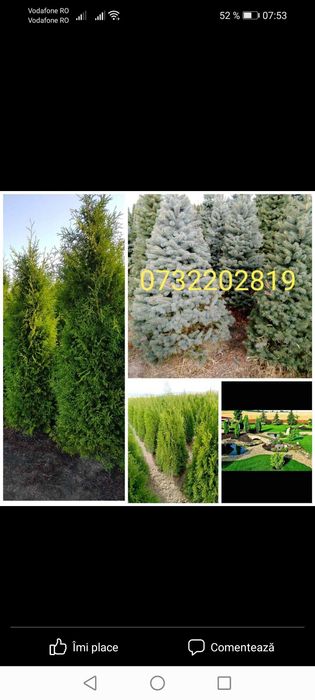 Vând tuia și brazi, mesteacăn, tei, platan, livrare în toată tara