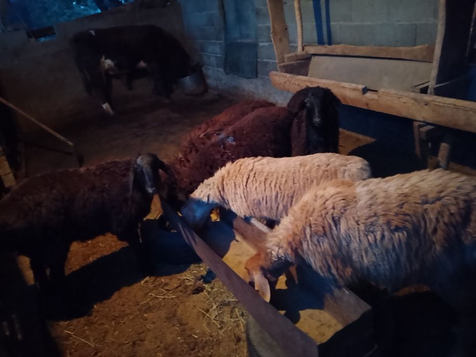 Продам баран кой сатылады