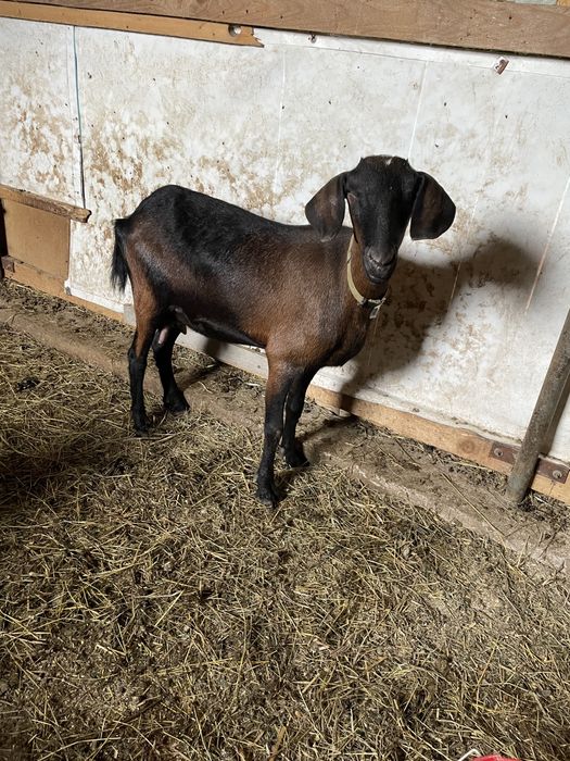 Vand doua capre cu lapte