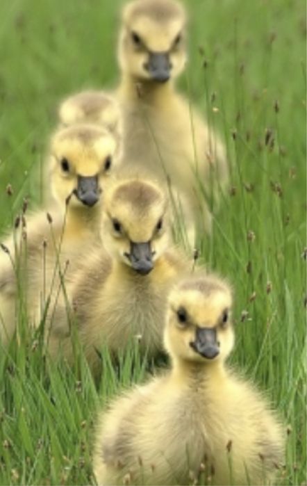 Продам гусят порода Крупный Серый